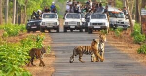 Top Safari Zones for Tiger Sightings